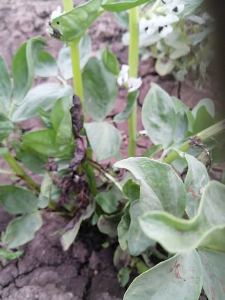 ما هو العلاج